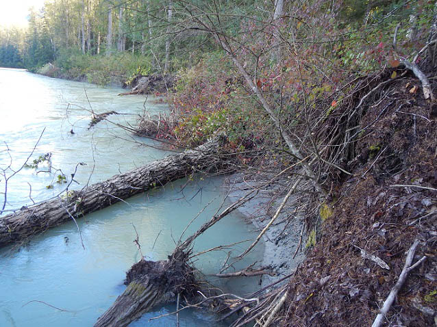 Fallen trees in a river.