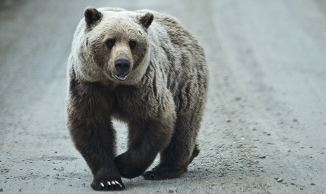 a grizzly bear walks in the middle of a dirt road