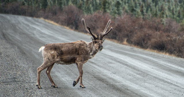 a caribou walks across a dirt road