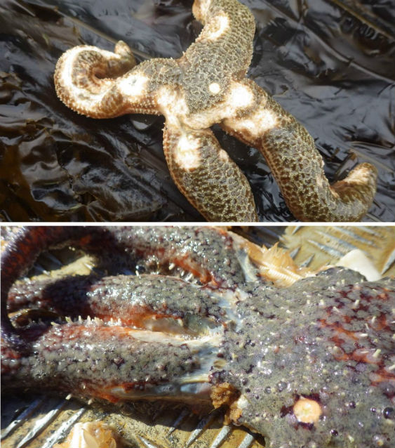 diseased sea stars in Alaska