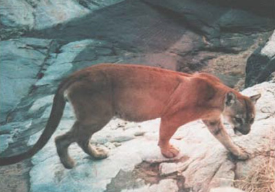 A mountain lion walks in front of the camera