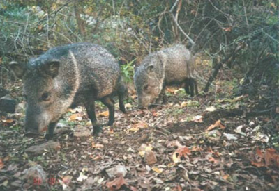 Two javalina, noses to the ground