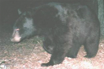 A black bear passes in front of the camera