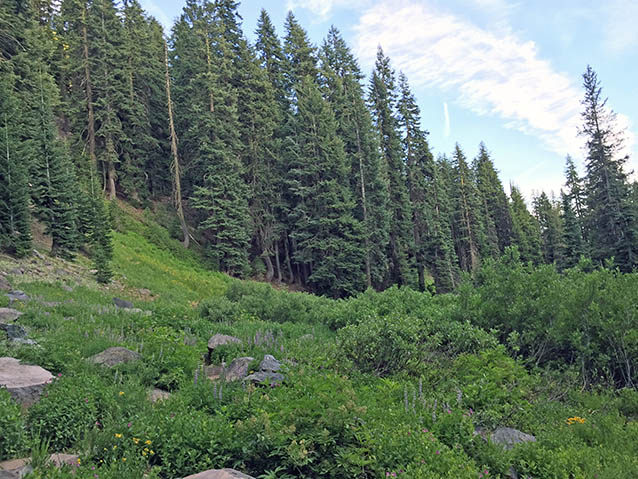 Castle Crest Wildflower Trail