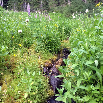 wildflowers by the trail