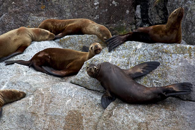 six large sea lions on a rock