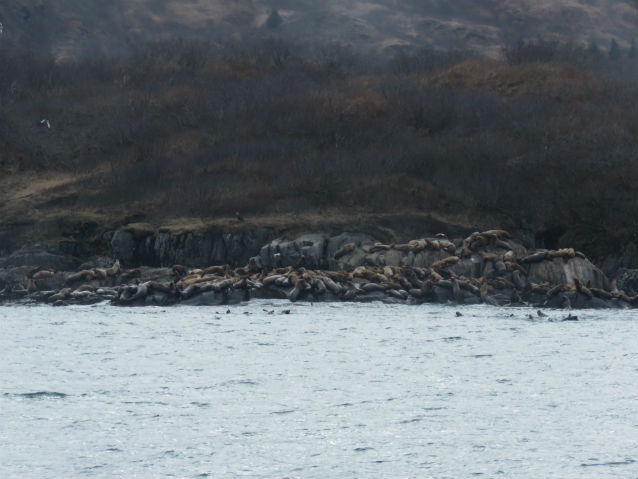 prey-pulses-in-a-marine-environment-u-s-national-park-service