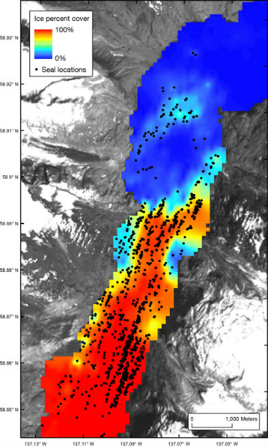 image of percent ice cover and seal location in Johns Hopkins Inlet