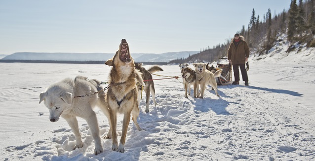 Dog-mushing in the Yukon