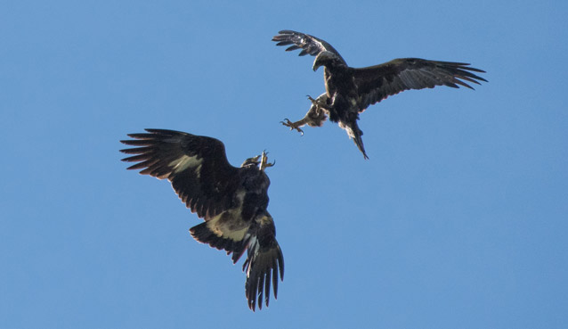 two golden eagles fly towards each other with talons out