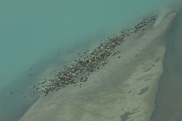 many harbor seals hauled out on land 