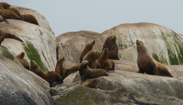steller sea lions on rocks