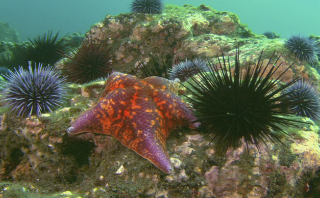 urchin and sea star