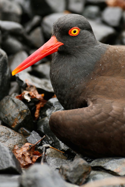 black oystercatcher