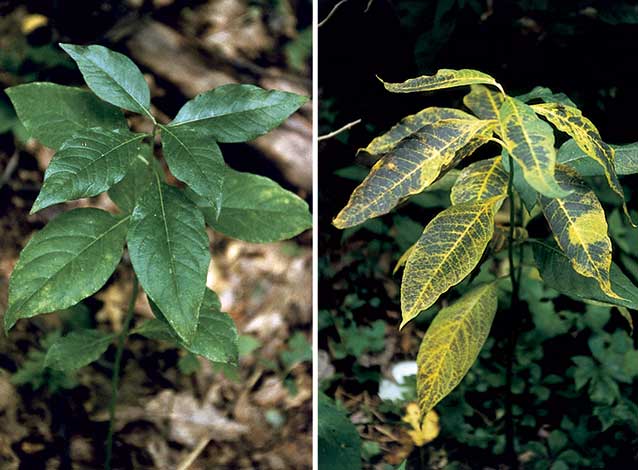 Comparison of healthy tall milkweed leaves on the left and ozone-injured leaves on the right