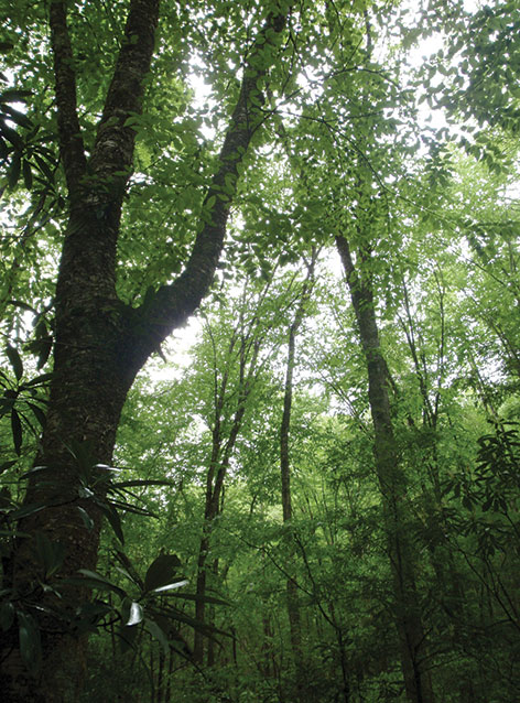 Forest in dappled sunlight in the southeastern United States