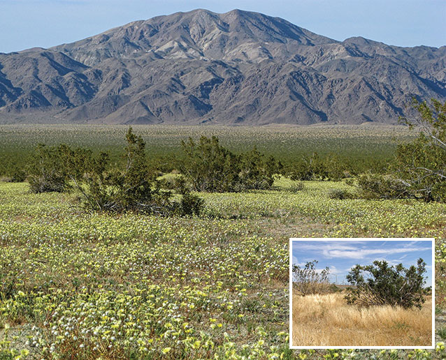 Annual plant species fill the interspace of creosotebushes at Joshua Tree National Park