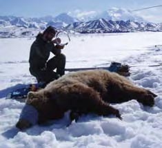 A biologist tests a GPS radio collar on a grizzly bear in Denali. 