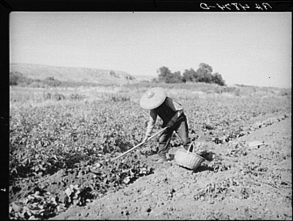 Black and white photo of a laborer working in a field 