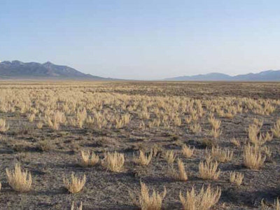 A seeming sea of low-to-the-ground Halogeton plants