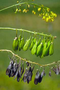 From top to bottom: stems with flowers, unripe fruits, and ripe fruits of dyer’s woad