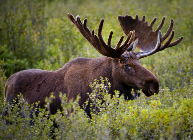 a moose stands in the brush