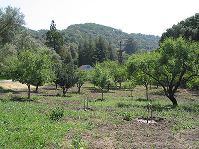 North Orchard