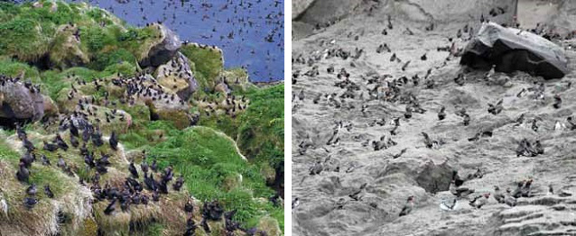 two photos comparing a bird colony, one thrives with vegetation while the other is covered in ash