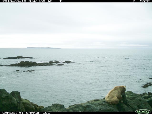 a bear sitting on rocks by the ocean eating an otter