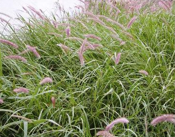 Buffelgrass