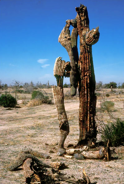 Fire damaged saguaro cacti