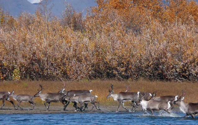 a herd of caribou run across a river with orange-colored shrubs in the background