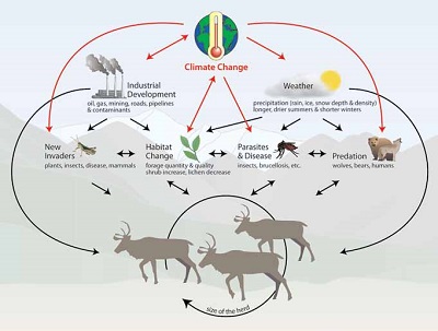 graphic shows climate change's effects on elements of the environment and caribou using arrows