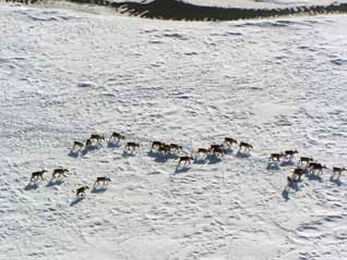 aerial view of a herd of caribou in the snow