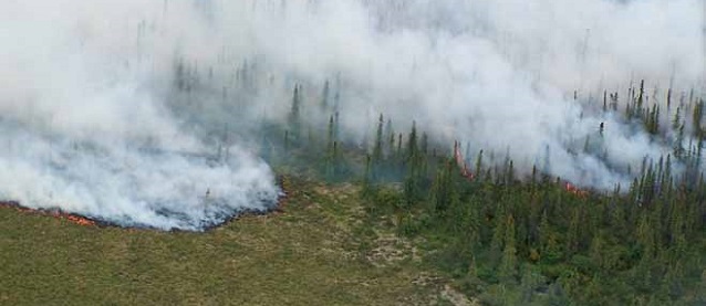 aerial view of a wildland fire in a spruce forest