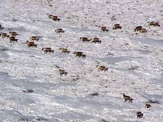 aerial view of caribou in the snow