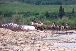 a herd of caribou crosses a gravel riverbed