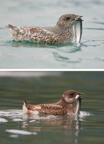 two images, one each of kittlitz's and marbled murrelets