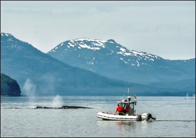 a boat and two humpback whales