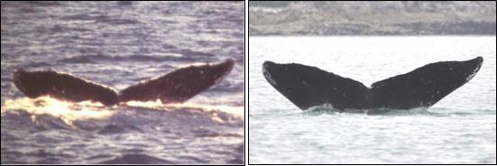two images of the same humpback whale fluke