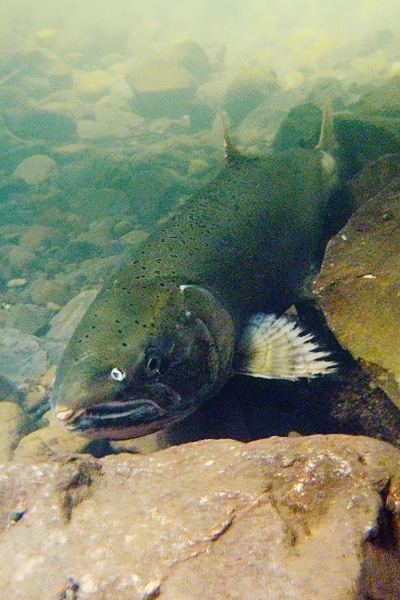 Underwater view of a returning female coho salmon resting against rocks on the creekbed