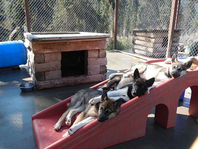 NPS working dogs in HQ kennel (NPS Cultural Landscapes Program, 2015)