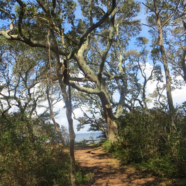 The Evergreen Maritime Forest (U.S. National Park Service)