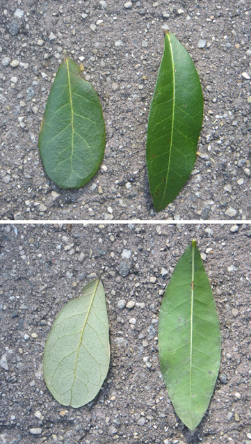 Top and bottom images of live oak and laurel oak leaves, L to R