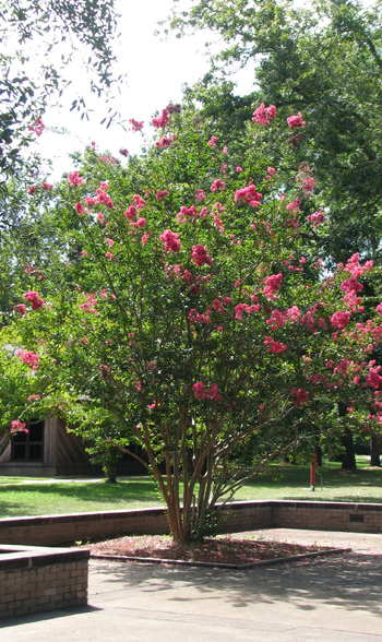 Crepe myrtle with pink blooms in courtyard