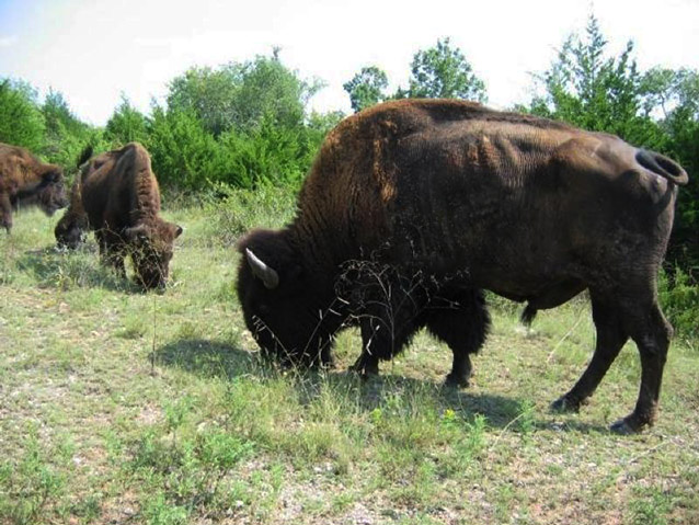 Several large, brown bison bow their heads to eat grass.