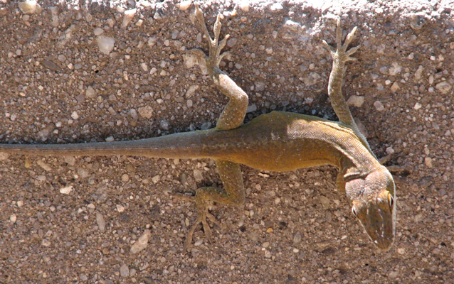 Carolina anole sunning itself on a rock ledge