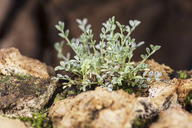 Sentry milk-vetch plant, decorated by tiny water droplets, growing among moss and rocks