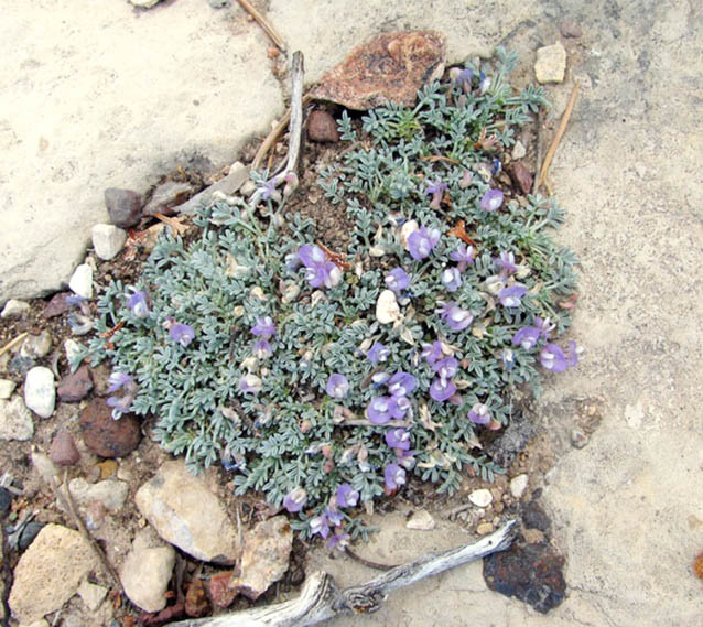 Mat of sentry milk-vetch dotted with small purple flowers