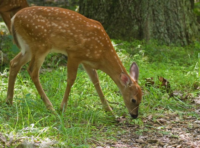 Wildlife in Shenandoah National Park